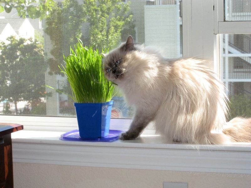 Cat Grass Planters