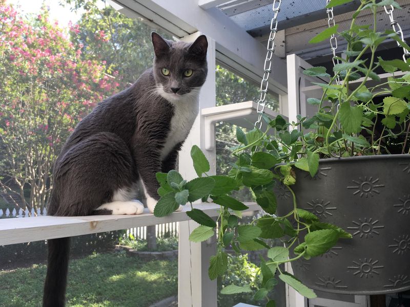 Cat-Safe Greenery