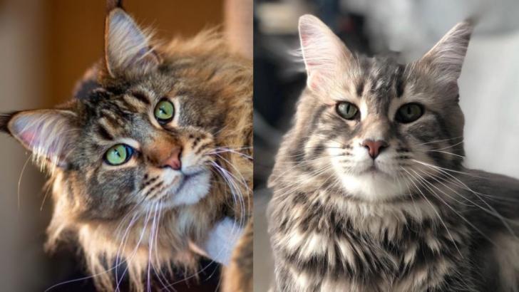 Cat Showdown — 15 Key Differences Between the European and American Maine Coon