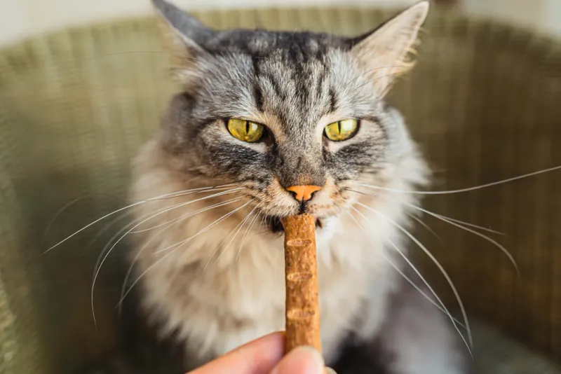 Cat Treats