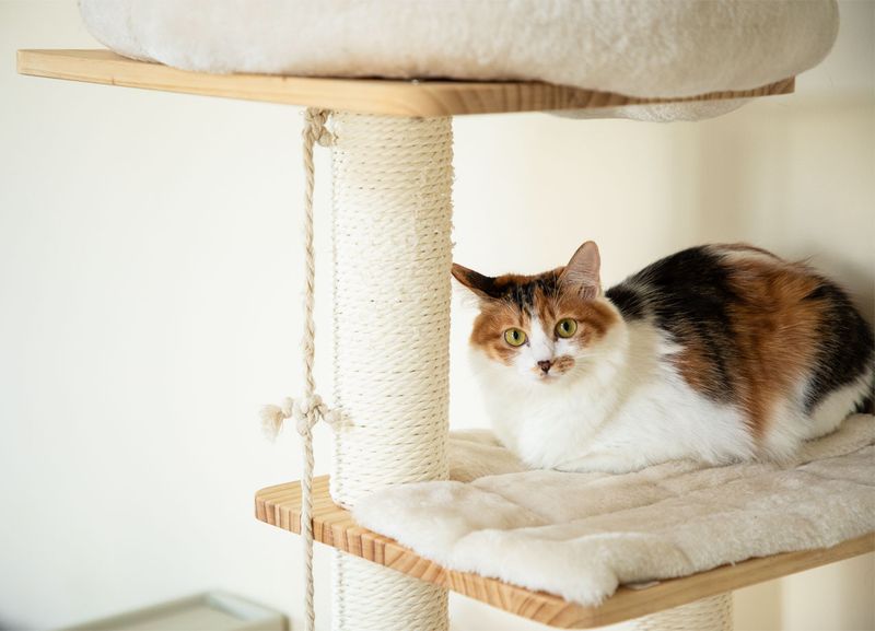 Cat Tree with Low Platforms
