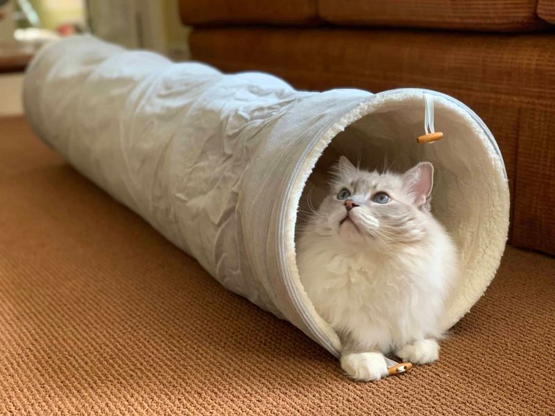 Cat Tunnels