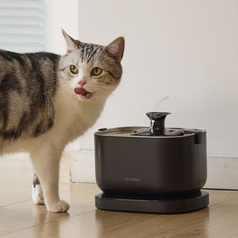 Cat Water Fountain