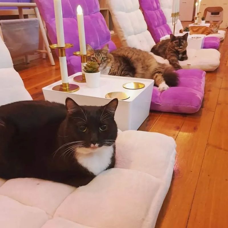 Catmosphere Cat Café