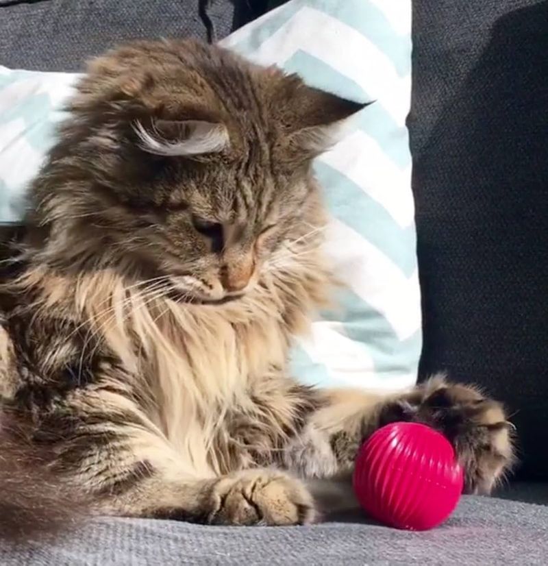 Catnip-Infused Ball