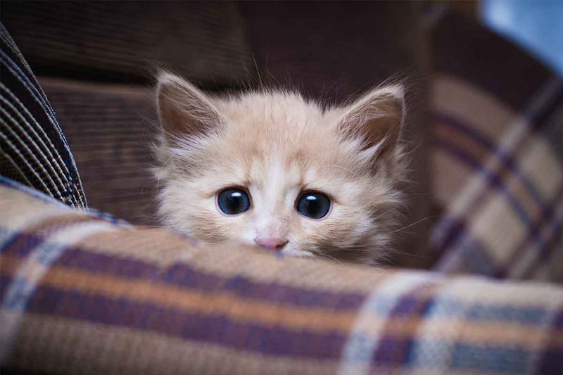 Cats Appear Fearful or Unhealthy