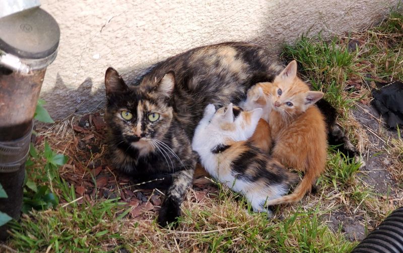 Cats Are Breeding Uncontrollably