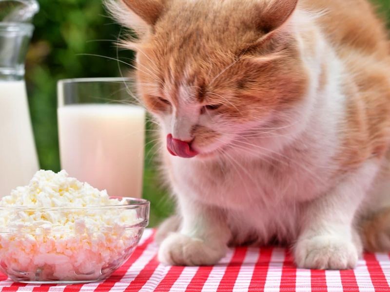 Cats Naturally Crave Dairy