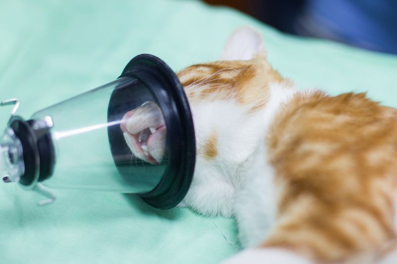 Cats Often Mask Pain Well