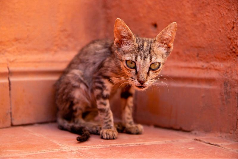 Cats Showing Signs of Malnutrition or Poor Grooming