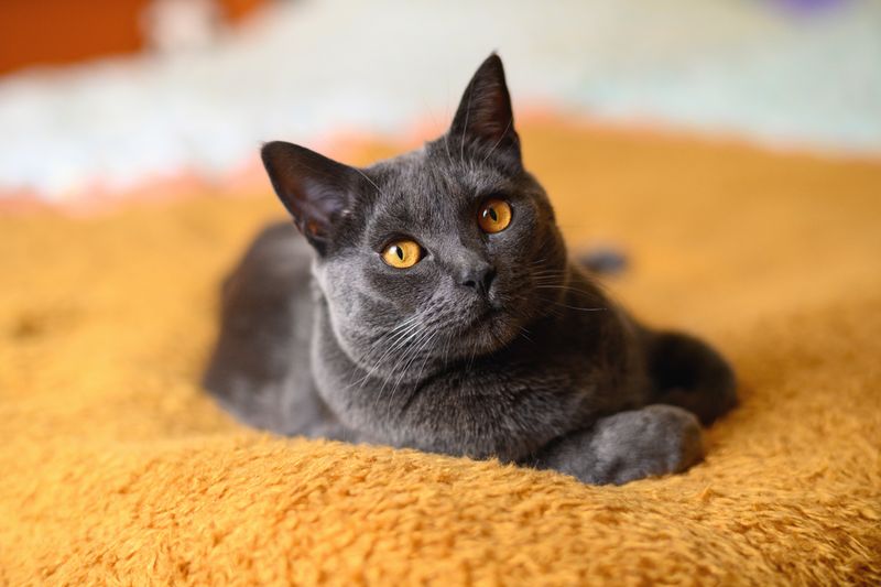 Chartreux