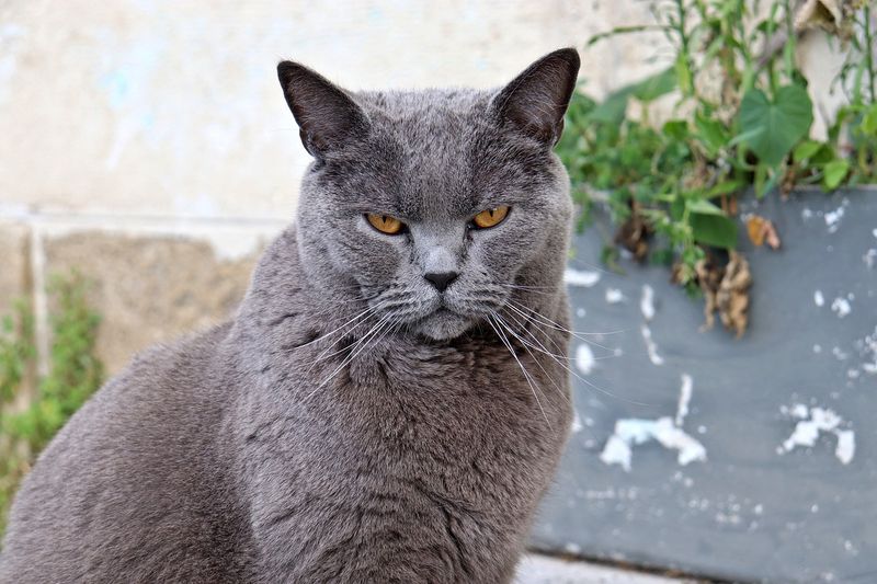 Chartreux