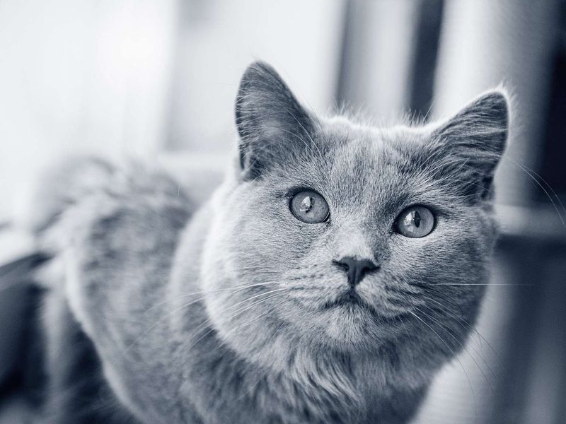 Chartreux