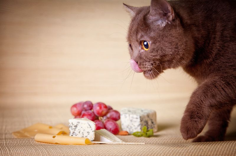 Cheese is a Healthy Treat for Cats 
