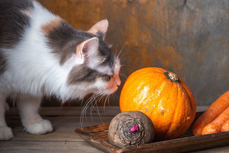 Chicken Pumpkin Morsels
