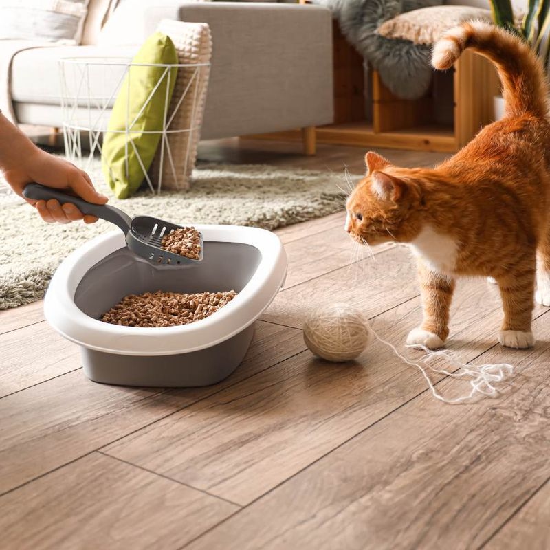 Choosing the Wrong Type of Litter