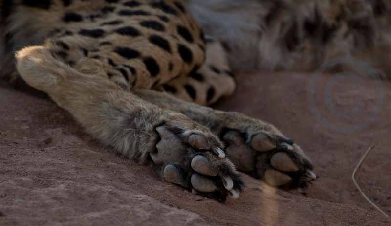 Claws and Grip