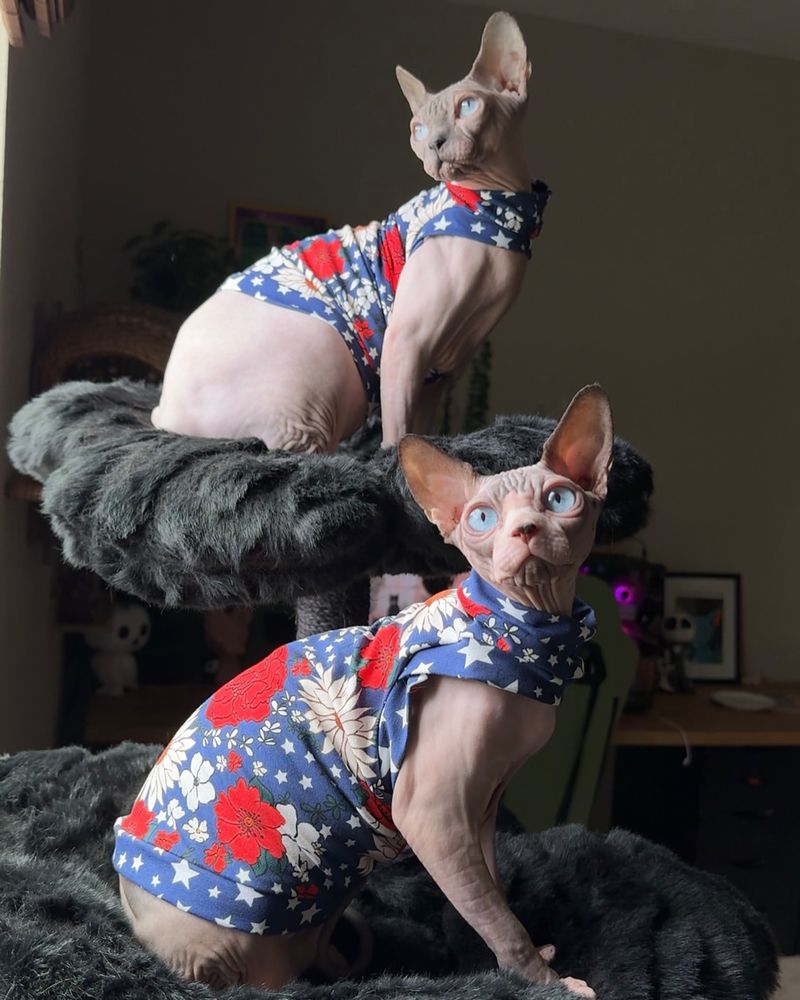 Clothing Is Cute—But Not Always Necessary