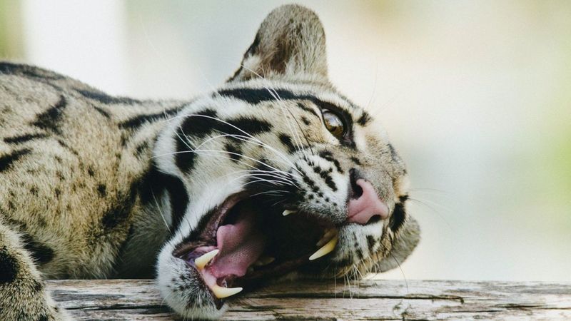 Clouded Leopard