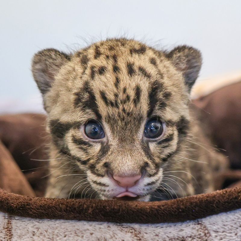 Clouded Leopard