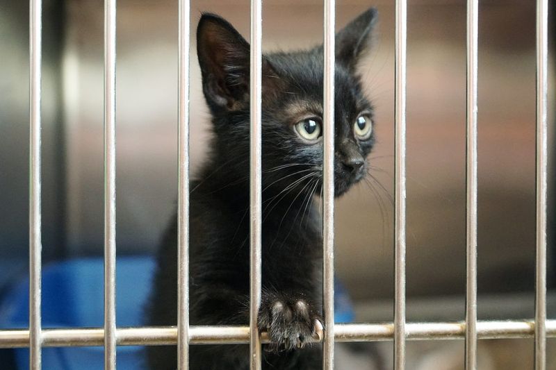 Collaboration with Local Shelters