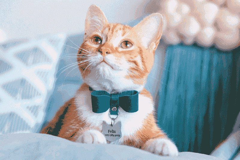 Collar Fit and Comfort – Not Too Tight, Not Too Loose