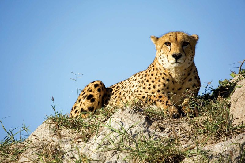 Conservation Status