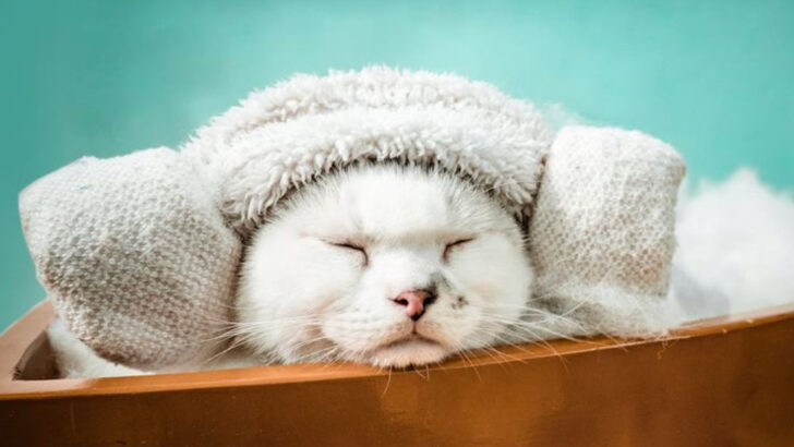 Cool Cats: 15 Ways to Beat the Heat!
