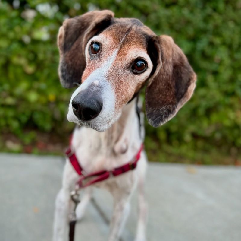 Coonhound