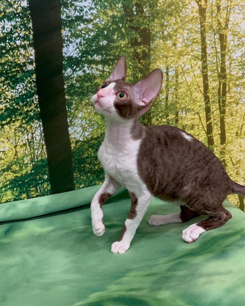 Cornish Rex