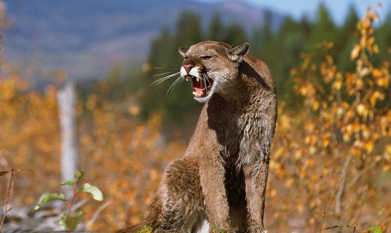 Cougar (Mountain Lion)