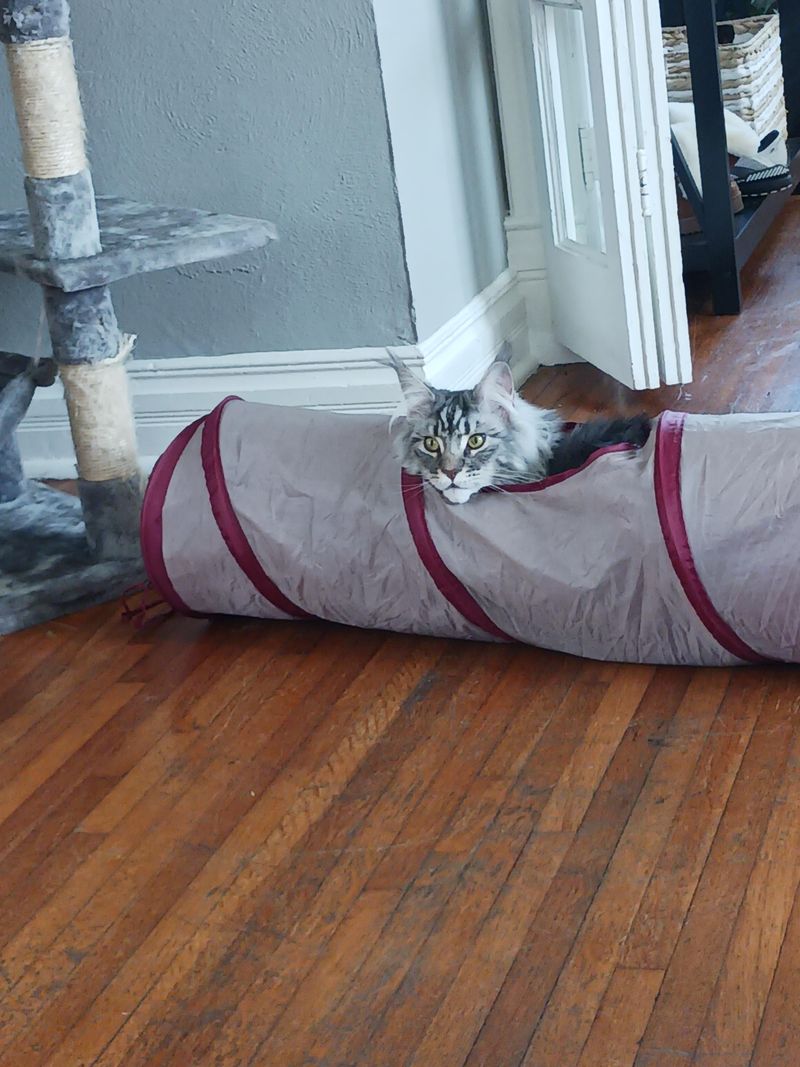 Crinkle Tunnel