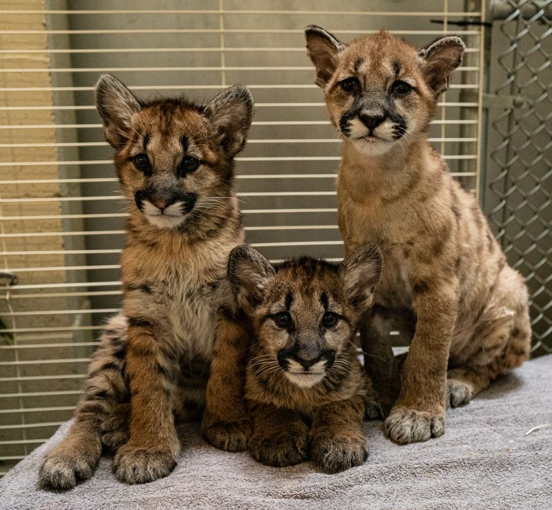 Cub Development