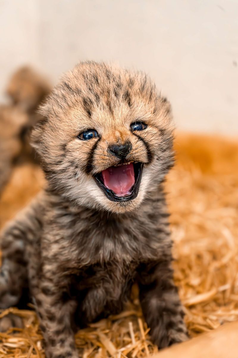 Cub Rearing