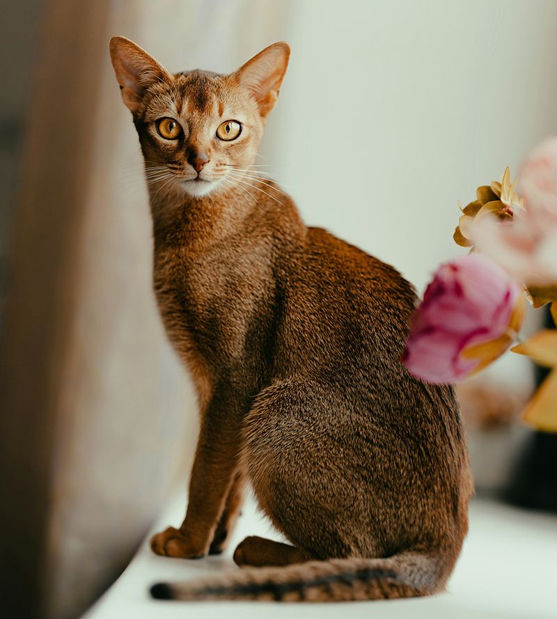 Curious Mind – Abyssinian
