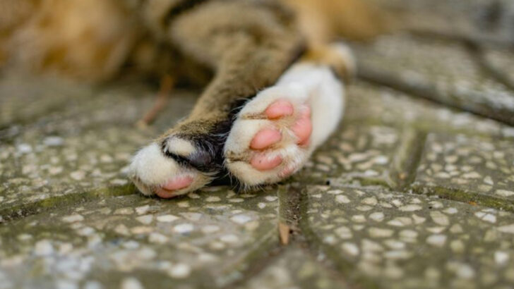 Cuteness Overload – 15 Reasons Why Cats Have Toe Beans