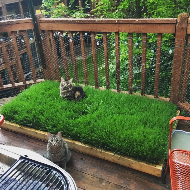 DIY Cat Grass Garden