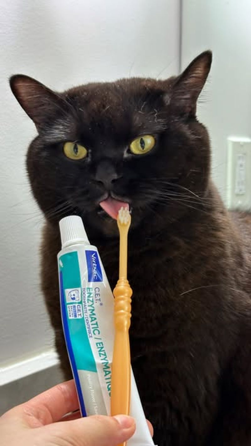 DIY Cat Toothpaste