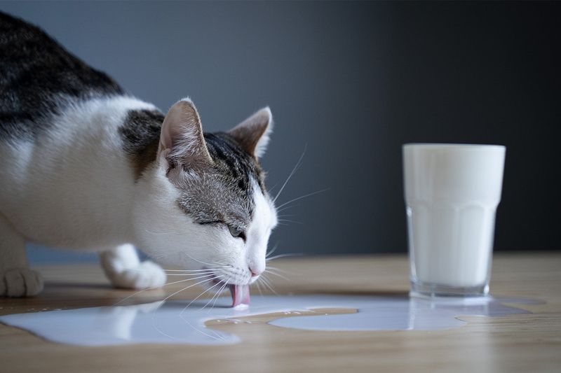 Dairy Products Give Cats Stronger Bones