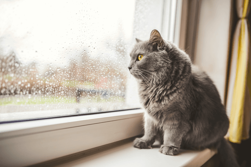 Decreased Interaction with Other Pets