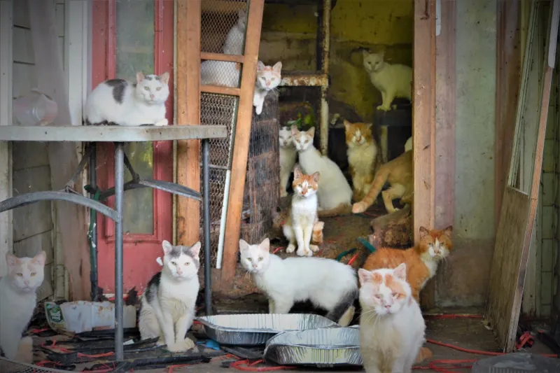 Defensiveness or Secrecy About the Number of Cats Owned