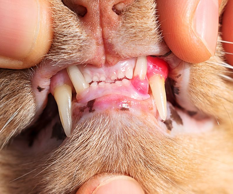 Dental Disease