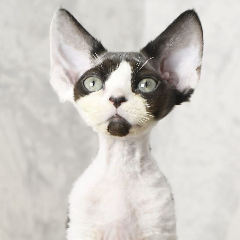 Devon Rex