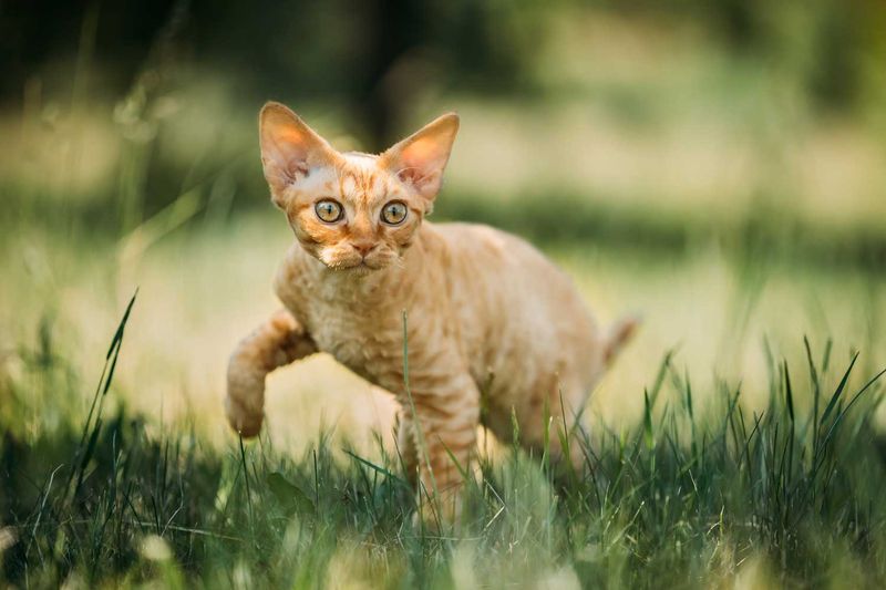 Devon Rex