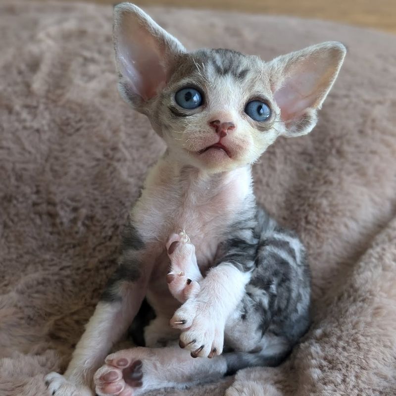 Devon Rex