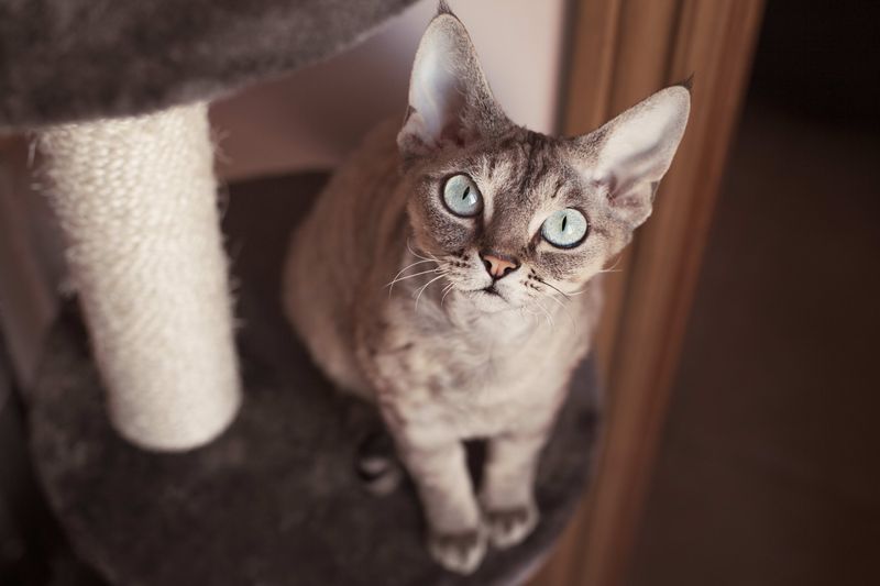 Devon Rex