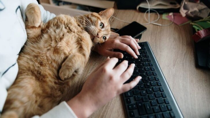 Digital Feline Rescues: 15 Ways Social Media and Crowdfunding are Transforming Adoptions