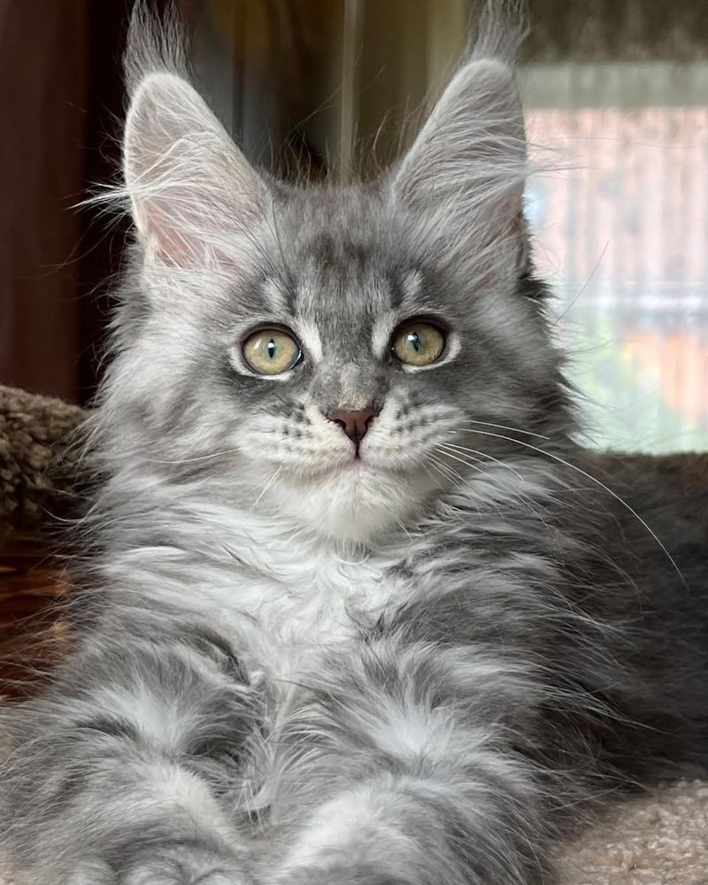 Diluted Blue Classic Tabby Maine Coon