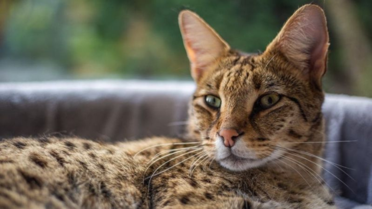 Discover the 15 Most Brilliant Cat Breeds You’ll Ever Meet