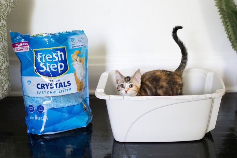 Discover the Best Cat Products